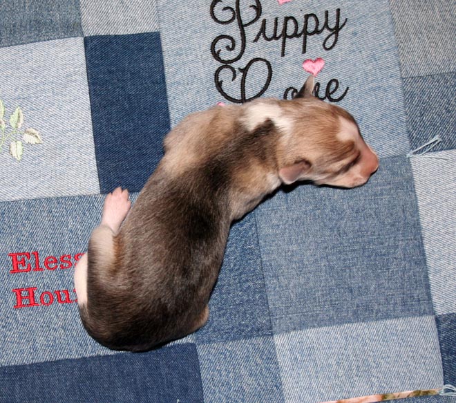 Puppy 4 - Irish Marked Boy